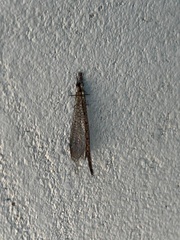 Austroleon immitis