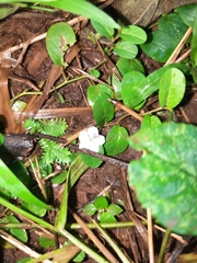 Strobilanthes reptans