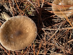 Amanita rhacopus