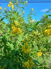 Crotalaria spectabilis