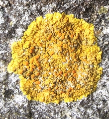 Variospora