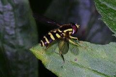 Xanthogramma flavipes