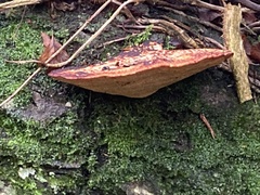 Fomitopsis schrenkii