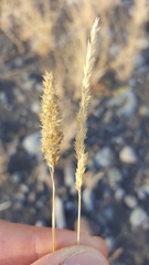 Enneapogon cenchroides