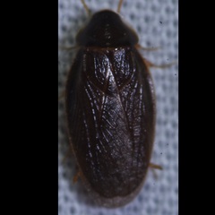 Compsodes cucullatus