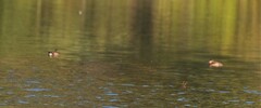 Podilymbus podiceps