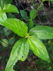 Synedrella nodiflora