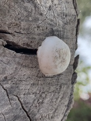 Basidiomycota