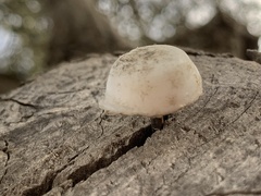 Basidiomycota