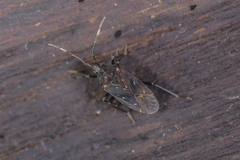 Neolethaeus assamensis