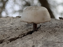 Basidiomycota