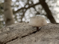 Basidiomycota