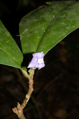 Brunfelsia