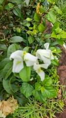 Angiospermae