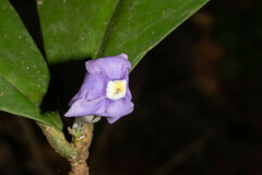 Brunfelsia