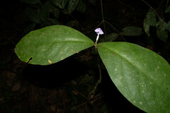 Brunfelsia