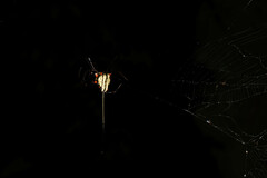 Micrathena cyanospina