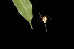 Micrathena cyanospina