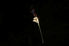 Micrathena cyanospina