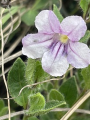 Ruellia cordata