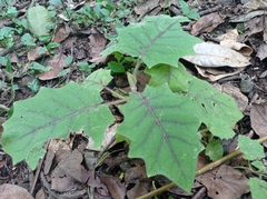 Solanum quitoense