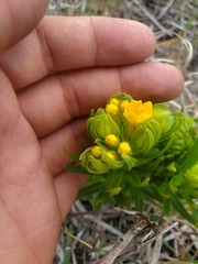 Lithospermum caroliniense