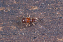 Triomicrus