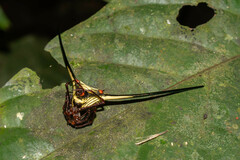 Micrathena cyanospina