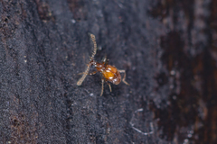 Pselaphinae
