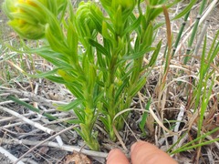 Lithospermum caroliniense