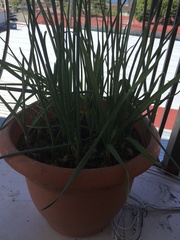 Sansevieria cylindrica