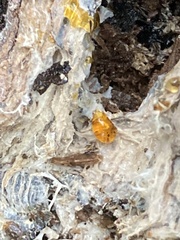 Arachnopeziza aurelia