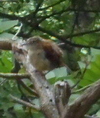 Thryomanes bewickii