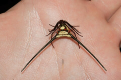 Micrathena cyanospina