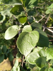 Celtis africana