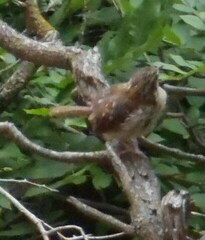 Thryomanes bewickii