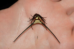 Micrathena cyanospina