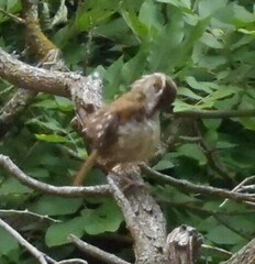 Thryomanes bewickii