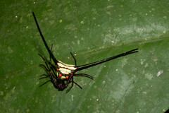 Micrathena cyanospina