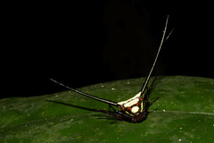 Micrathena cyanospina