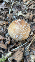 Amanita rubescens