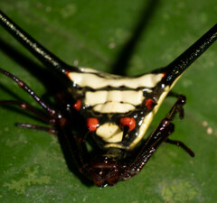 Micrathena cyanospina