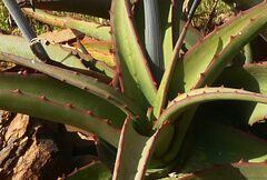 Aloe adigratana