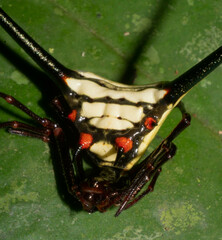 Micrathena cyanospina