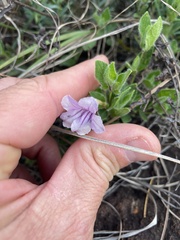 Ruellia cordata
