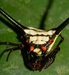 Micrathena cyanospina