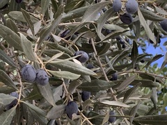 Olea europaea