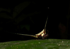 Micrathena cyanospina