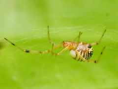 Theridion zonulatum