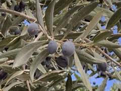 Olea europaea